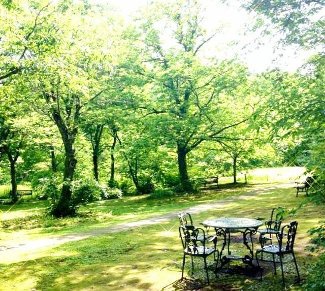 兵庫県美方郡香美町にある「たじま高原植物園」の木々と休憩スペース