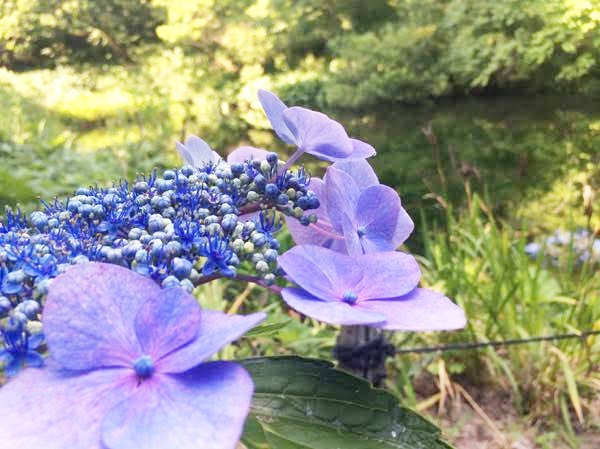 兵庫県美方郡香美町の「たじま高原植物園」にあるやわがら池で花が咲いている様子