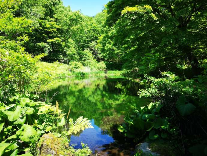 兵庫県美方郡香美町の「たじま高原植物園」にあるやわがら池