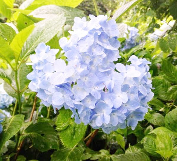 兵庫県美方郡香美町の「たじま高原植物園」で咲いた西洋アジサイ