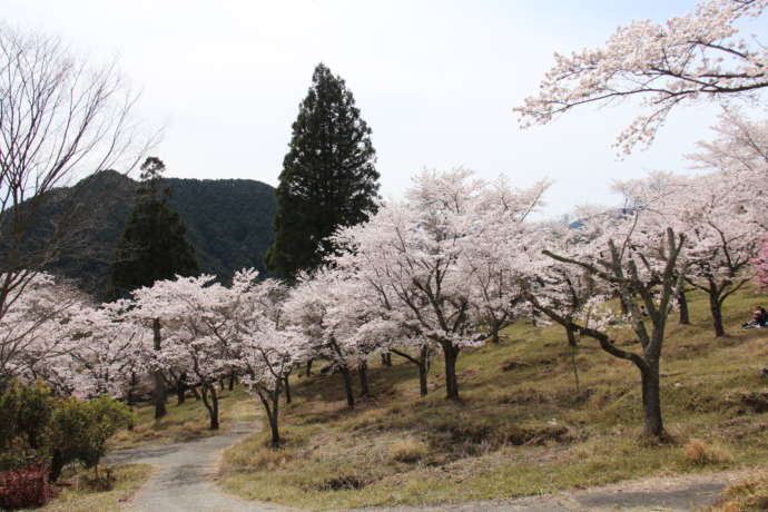 山の斜面にたくさんの桜が咲いている様子