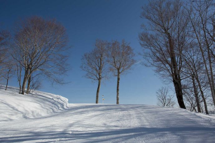 木々に囲まれている会津高原高畑スキー場のスキーコース