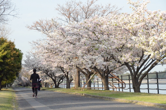 大阪府高石市の浜寺運河周辺に咲く桜の写真