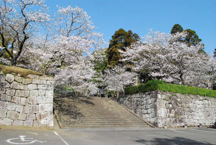 高鍋町の舞鶴公園でおこなわれる桜まつり
