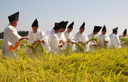 栃木県高根沢町で行われた悠紀斎田抜穂の儀の写真