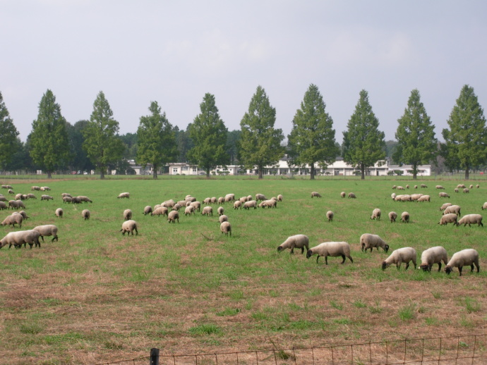 栃木県高根沢町にある御料牧場の写真
