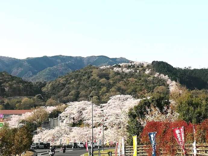 香川県三豊市にある「道の駅 たからだの里さいた」の周辺で開花する桜の木
