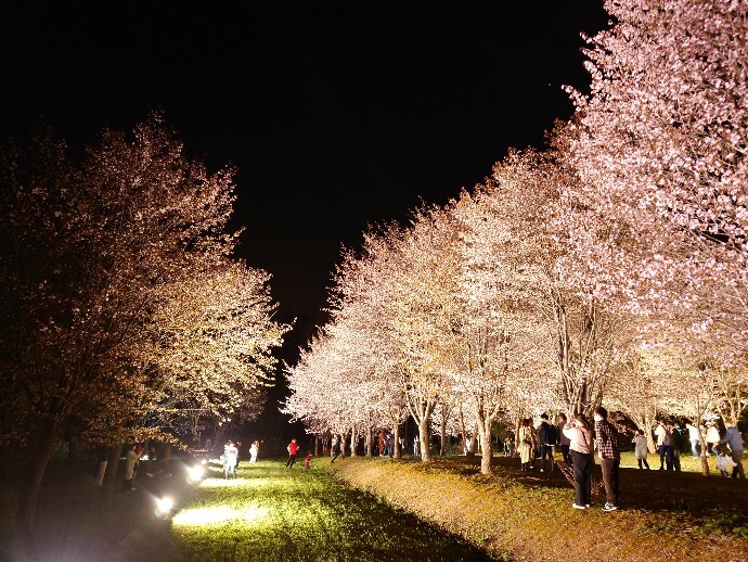 パレットヒルズの夜桜ライトアップ