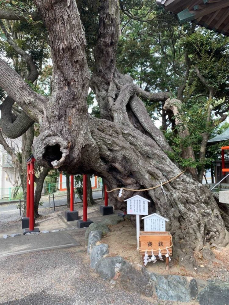 静岡県浜松市にある高塚熊野神社の御神木