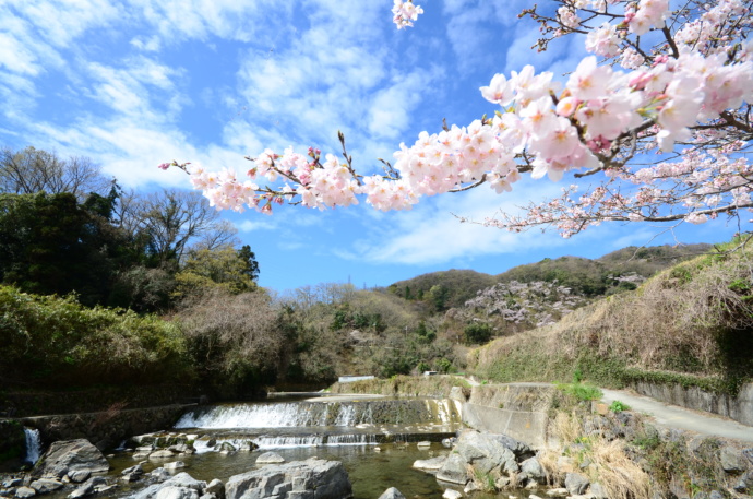 大阪府高槻市の摂津峡に桜が咲いている様子
