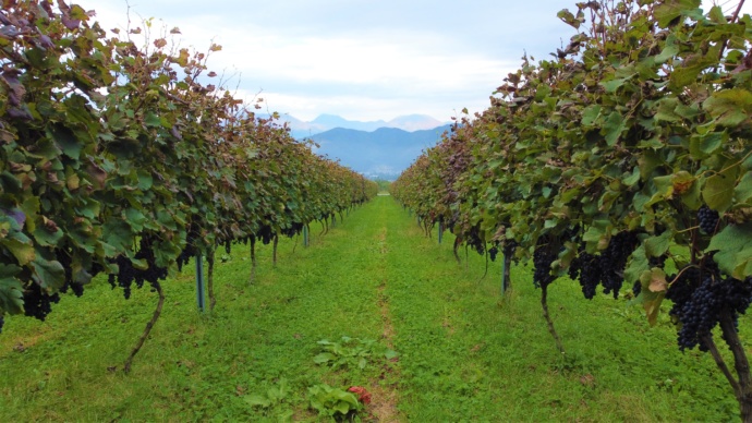 長野県高山村に広がるワインブドウ畑