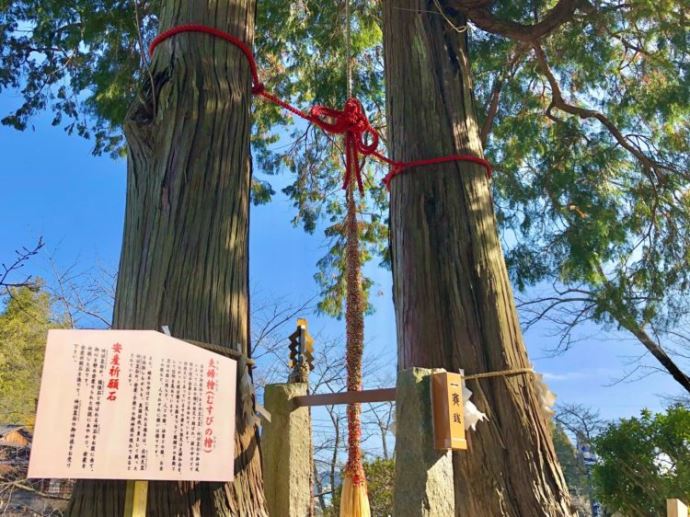 武雄神社の夫婦檜