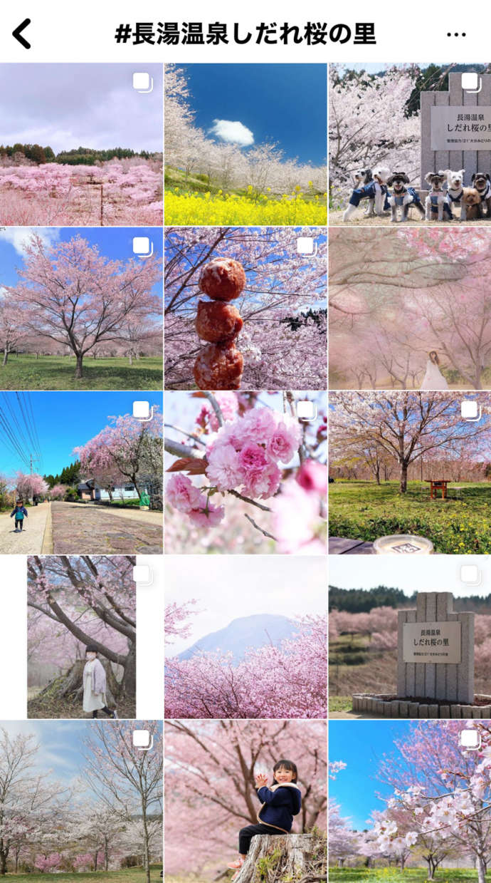 インスタグラムに投稿された「長湯温泉しだれ桜の里」の画像