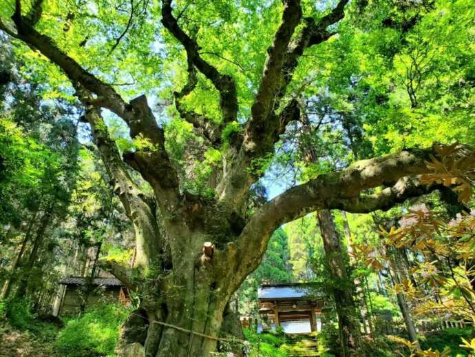 大分県指定天然記念物の御神木「籾山神社の大ケヤキ」