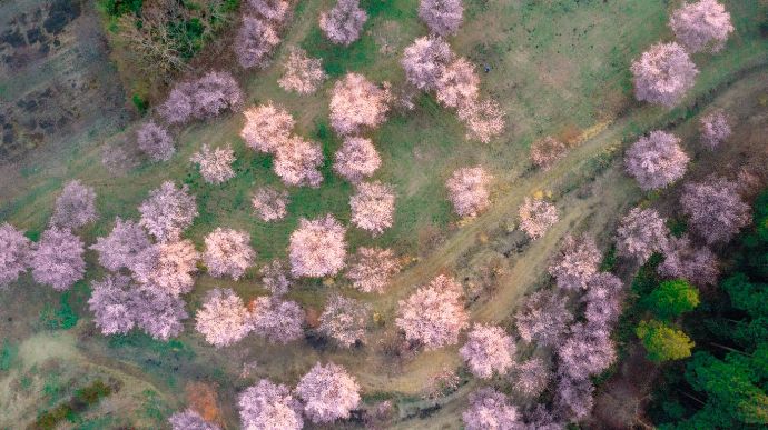 6種類の桜のグラデーションが美しい「長湯温泉しだれ桜の里」