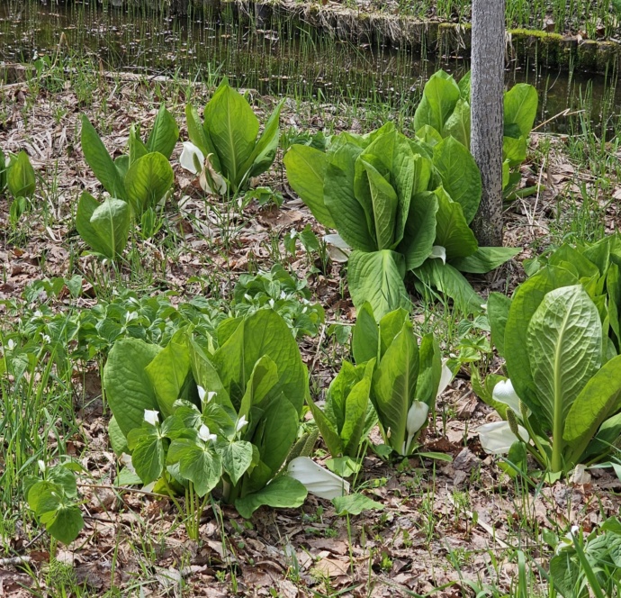 江部乙公園の水芭蕉