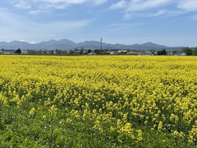 江部乙地区の菜の花畑の風景