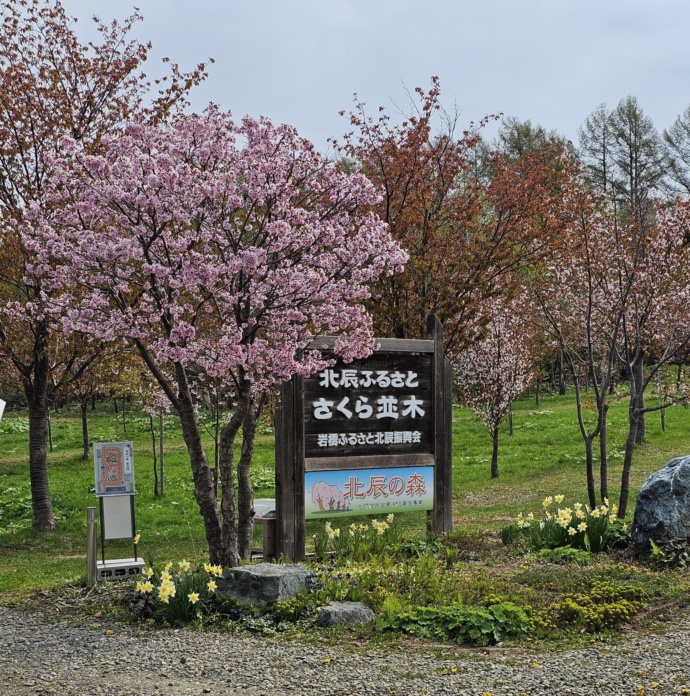 北辰の森で楽しめる桜の風景