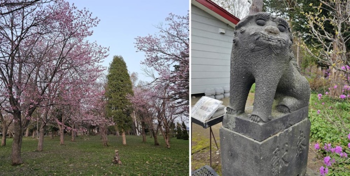 江部乙神社の境内にある桜の木（左）、江部乙神社の笑う狛犬像（右）