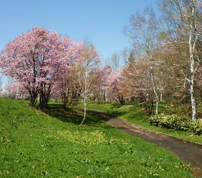 江部乙公園の桜の風景