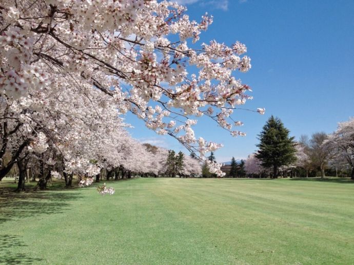 桜が満開の「玉村ゴルフ場」
