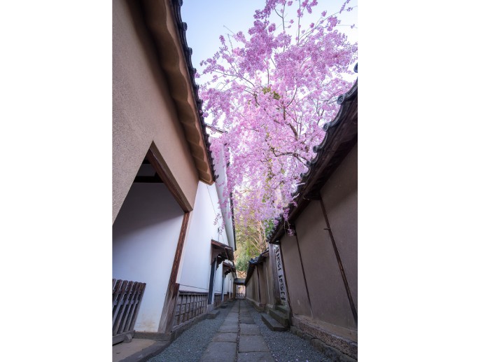 長野県須坂市にある豪商の館　田中本家博物館のしだれ桜