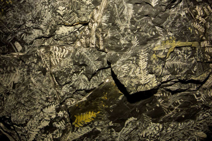 博物館に展示されている植物の化石