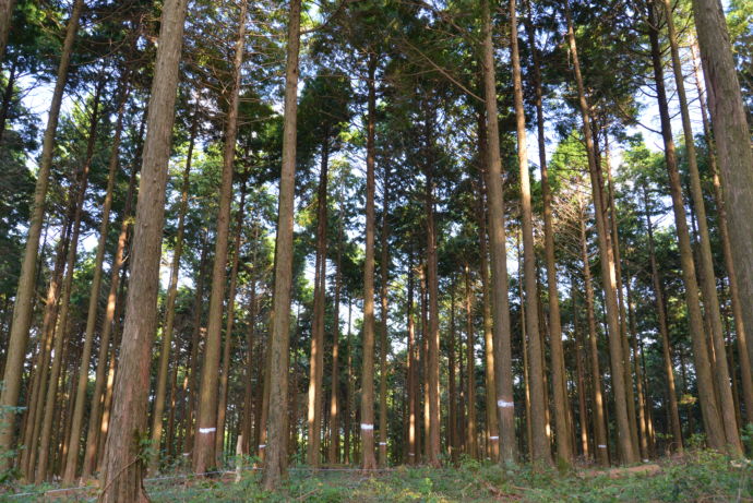 佐賀県太良町の多良岳200年の森