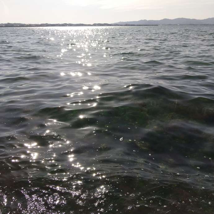 浜名湖の穏やかな水面