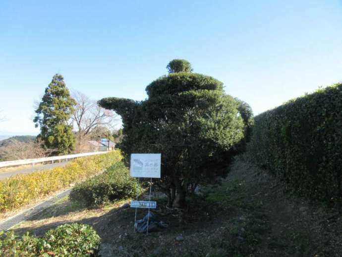 静岡県島田市の「ふじのくに茶の都ミュージアム」にある急須のトピアリー