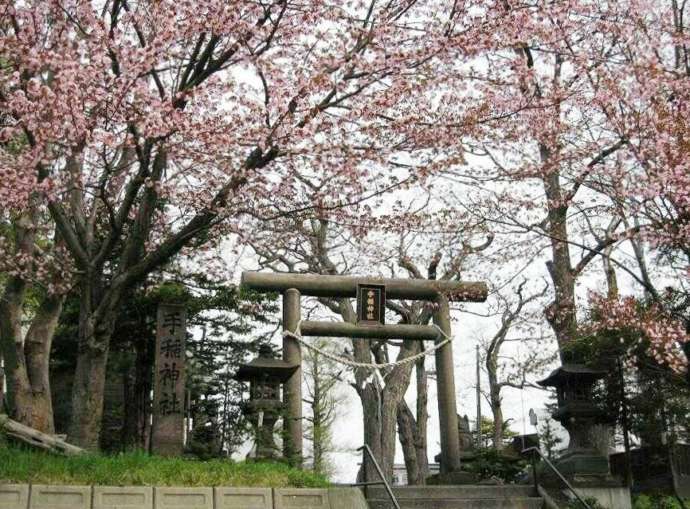 手稲神社に咲く桜