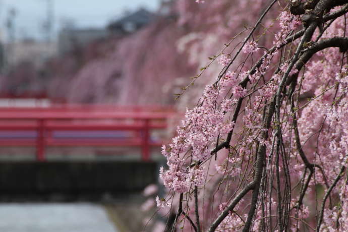 天童市の倉津川に咲くしだれ桜