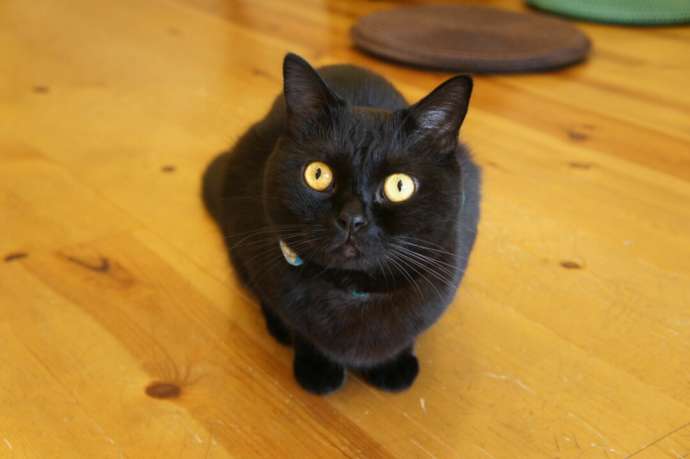 大阪府大阪市の「猫カフェてんてん」にいる黒猫