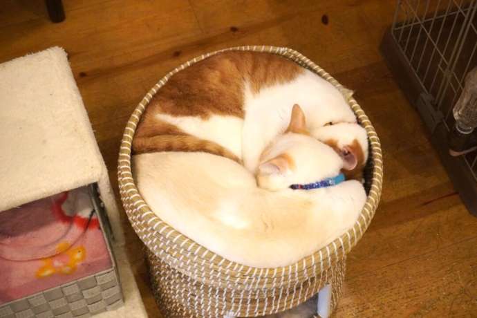 大阪府大阪市の「猫カフェてんてん」にある籠の中で丸くなる猫