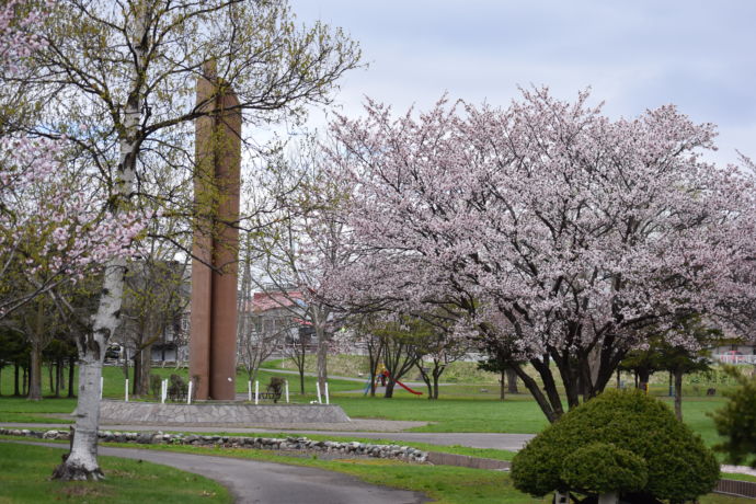 北海道当別町のあいあい公園に咲く桜