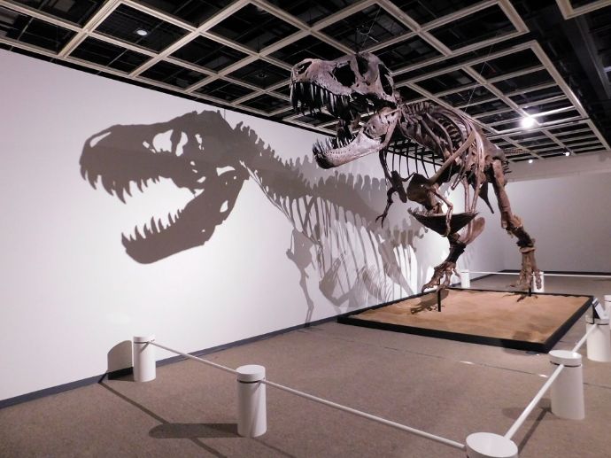 東北歴史博物館の令和3年度夏季特別展「ジュラシック　大恐竜展」の様子