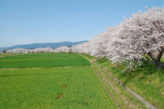 東員町の川べりに咲く桜