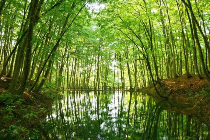 新潟県十日町市にある「美人林」とため池