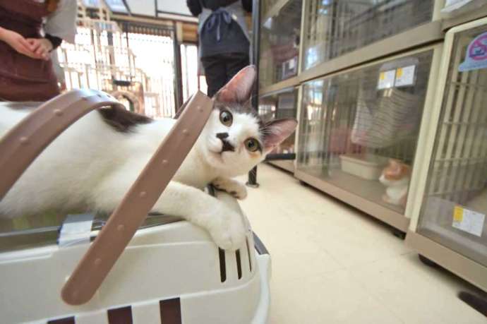 東京都豊島区にある「東京キャットガーディアン」の猫カフェスペースで遊んでいる子猫