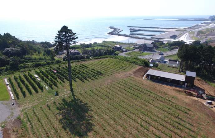 ワイン圃場から見える富岡漁港