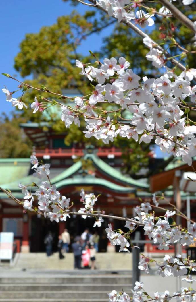 東京都江東区にある「富岡八幡宮」の境内の桜