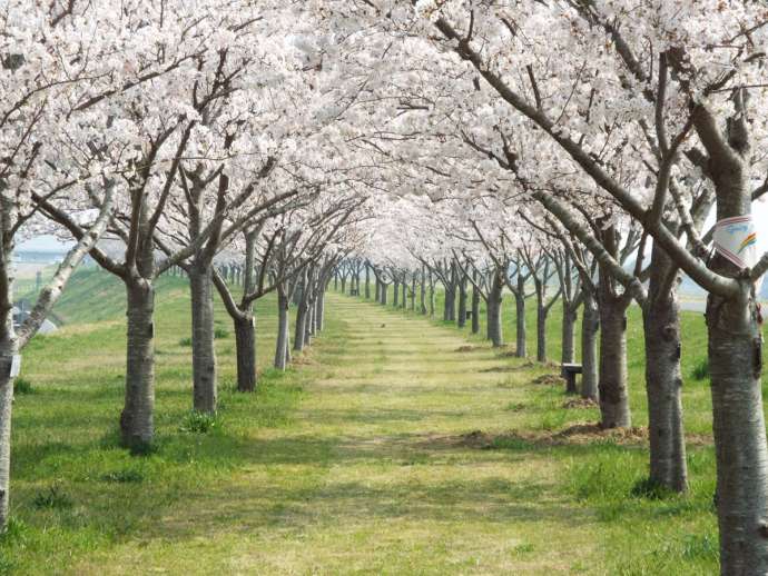 利根川の土手にある桜つづみが満開になっている様子