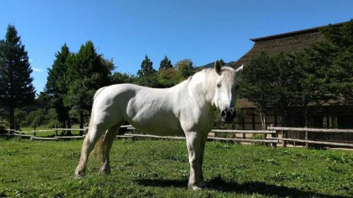 遠野ふるさと村で飼育されている白い馬