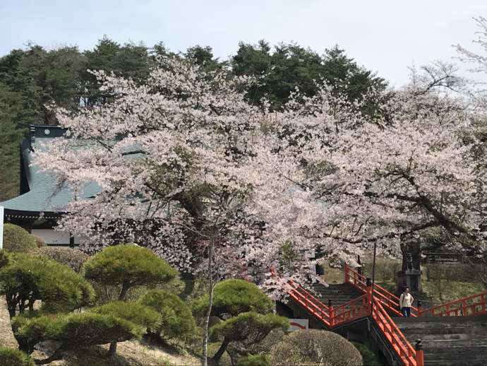 福泉寺に咲く桜