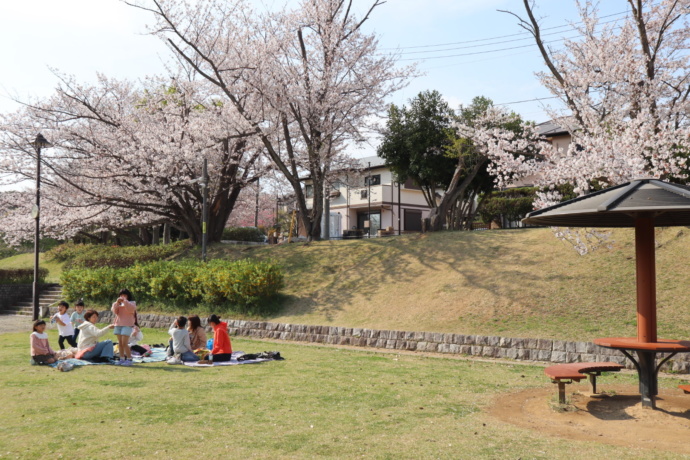 茨城県取手市にあるとがしら公園で花見を楽しむファミリー