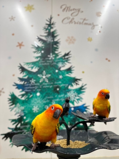 鳥のいるカフェ・クリスマス×鳥