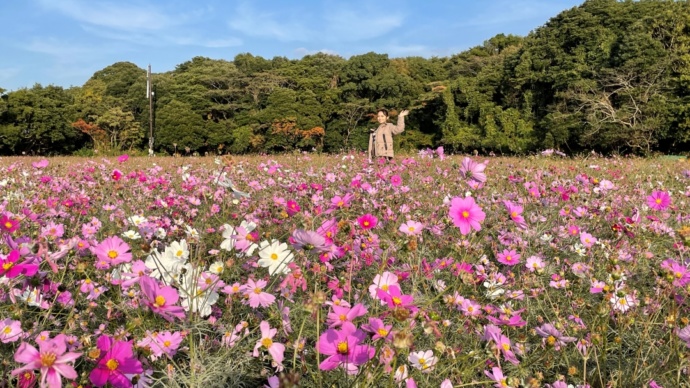 長崎県佐世保市の「展海峰」で見られるコスモス畑（秋）