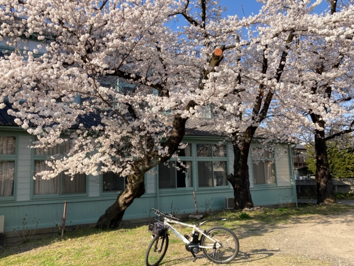 長野県須坂市の「旧上高井郡役所」の外観と桜（春）