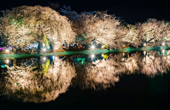 長野県須坂市の「臥竜公園の竜ケ池」と満開を迎えた桜（春・夜間）