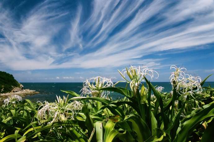 ハマユウの花と空と海